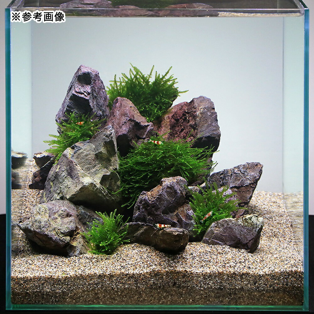 �ʿ���˥ӡ�������פ˹礦����쥤�����ȥ��å�