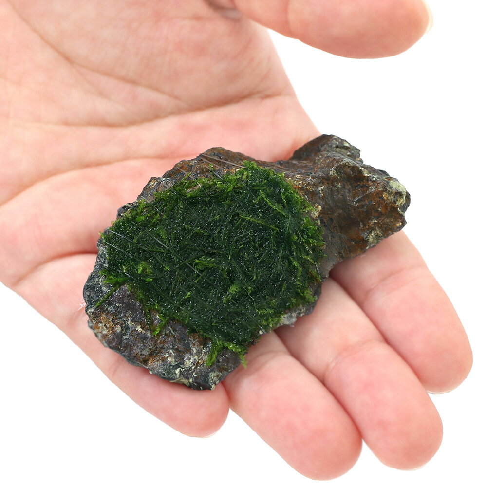 （水草）巻きたて　ウィローモス　風山石　SSサイズ（8cm以下）（水中葉）（無農薬...