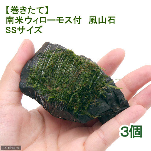 （水草）巻きたて　南米ウィローモス　風山石　SSサイズ（8cm以下）（水中葉）（無農薬）（3個）