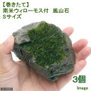 （水草）巻きたて　南米ウィローモス　風山石　Sサイズ（約10cm）（水中葉）（無農薬）（3個）