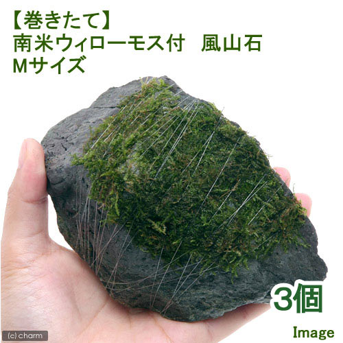 （水草）巻きたて　南米ウィローモス　風山石　Mサイズ（約14cm）（水中葉）（無農薬）（3個）