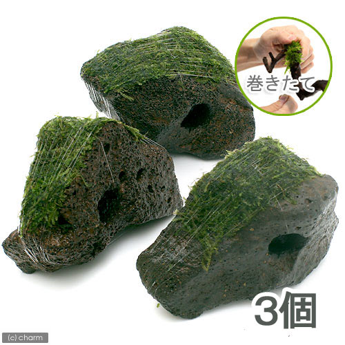 （水草）巻きたて　ジャイアント南米ウィローモス　穴あき溶岩石（水中葉）（無農薬）（3個）