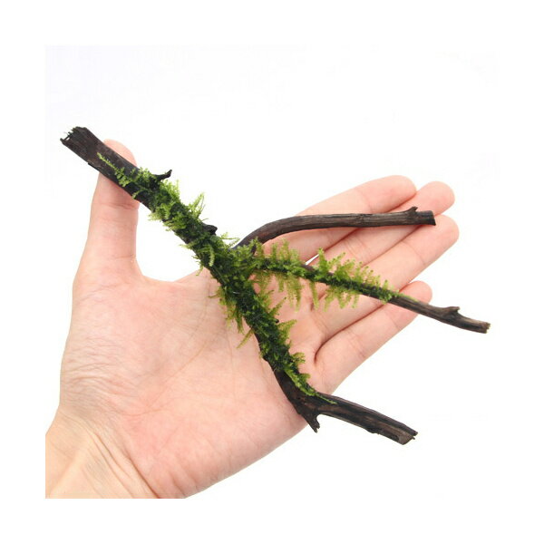 （水草）巻きたて　南米ウィローモス　枝状流木　Sサイズ（約10cm～）（水中葉）（無農薬）（3本）