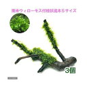 ※流木は天然のものを使用しています、表面に樹皮や木くずなどが付着している場合がございますのでご使用時はご注意下さい。幾何学的な形状に葉を展開するウィローモスの仲間です！一番人気！【育成済】南米ウィローモス付　枝状流木　Sサイズ（3本）販売名【育成済】南米ウィローモス付　枝状流木　Sサイズ（3本）販売単位本　※長さ10cm〜20cm程度です。別名南米ウィローモス学名（※）Vesicularia　sp．（※）…改良品種や学名が不明の種は流通名での記載の場合があります。分類ハイゴケ科（Hypnaceae）ヴェシクラリア属（Vesicularia）分布不明どんな種類？育成難易度　→　★★★☆☆幾何学的な形状に葉を展開するウィローモスの仲間で、ウィローモスより若干明るめの色合いと整った印象から人気の高い種類です。ウィローモスより弱いですが、活着性も有り流木や石に活着させ、様々な方法で使用できる草です。レイアウト水槽は言うまでも無く、極少量のCO2と標準的な2灯式のライトで十分に見ごたえのある姿に育てられることから、生体メインの水槽のポイントとして重宝される種類です。育成面での要求はそれ程厳しくありませんが、最大の魅力である整った葉の形を楽しむのであればやや明るめの照明、少量のCO2と肥料分の添加を行った方が良いです。水質にもうるさくなく、底床もソイル、砂利系どちらでも構いません。元々水草育成をメインにセッティングした水槽ではそれ程難なく育てることができる種類ですが、グロッソスティグマやグリーンロタラ向けにセッティングした、高光量で肥料が多目の水槽ではエビを活用してコケの発生を防ぐようにしましょう。活着性は弱めなので、石や流木に括り付けるにはテグスの使用がお勧めです。新芽がコンスタントに伸び始めていることが確認できたら、一度葉をカットすると次から生えてきた葉がきれいに生え揃うのもウィローモスと同じです。できあがった茂みは美しく、ついついカットをためらってしまいますが、あまり密集しすぎると光のあたらない部分ができてしまい、そこから枯れて剥がれてしまったり、またゴミや排泄物が溜まって水質の悪化の原因となります。時々カットして下の葉にも十分に光が当たるようにしたり、水替えの際にホースで間に溜まっているゴミを吸い出すようにすると、予想外のトラブルを未然に防ぐことができます。美しい幾何学的な茂みと若干のCO2の添加で維持できる、茂みが隠れ家となり、また微生物が発生しやすいポイントともなる、と言うことから、見た目と実用を兼ねてブリーディングに用いられること多い種類です。コケ取りはエビ類となりますが、南米産ウィローモスメインの水槽であれば、光量を抑え気味に設定し、コケの発生を防ぐ方法もお勧めです。様々なバリエーションがあるモスの仲間でも、南米産ウィローモス程、整った印象を持つものは他にありません。一般的な水草水槽の環境であれば、他の草の陰になる様な位置でも十分に美しく育ちますので、応用範囲も広いです。また環境への要求がシビアでないことから、小型水槽への使用にも耐えうる種類です。葉を短く維持すれば前景に、長く伸ばせば後景にと、小型水槽の中一つを取ってみても、様々な用途に使用できます。三角形の幾何学的な茂みを作る明るい緑のウィローモスです。育成要件＆データ光量　　　　　→　60cm20W3灯以上（2400lm〜）CO2　　　　 →　無くても可　1滴／3秒（60cm標準水槽相当）pH　　　　　　→　5〜7GH　　　　 　 →　0〜6kH　　　　　　→　0〜6温度　　　　　→　20〜27度底砂　　　　　→　ソイル、砂、大磯推奨水槽　　→　30cm以上　植栽位置　　→　前□■■□□後草姿　　　　　→　コケ・モス類、活着系最大草姿　　→　−生長速度　　→　遅め増殖方法　　→　枝わかれ※…育成環境は一例です。必ずしもこの環境下であれば育つことを確約するものではございません。注意※表記サイズは1株（1本）でのおおよその目安です。育成環境や、成長の度合いにより最大サイズは異なります。※入荷状況等により、三角形が完全に出ていない場合もございますが、生長と共に出てきます。PSBQ10　ピーエスビーキュート　淡水用　30mL5個セット　光合成細菌　バクテリア　熱帯魚（生餌）淡水用　微生物で水質向上セット　エサ用ゾウリムシミックス＋PSBQ10　本州四国限定（エビ）ヤマトヌマエビ（5匹）　北海道・九州航空便要保温（エビ）ミナミヌマエビ（10匹）（＋1割おまけ）　北海道・九州航空便要保温（熱帯魚）オトシンクルス（3匹）　北海道・九州航空便要保温多機能リングろ材　LIFE　MULTI（ライフマルチ）　約500mL（16個入）アクロ　化学反応式CO2ジェネレーターセット　クエン酸重曹付属　水草育成 … _aqua　熱帯魚　水草　モス・シダ付流木　モス付　枝状　Sサイズ　10cm〜　南米産ウィローモス　■　南米ウィローモス付　枝状流木　1個　20120917　DK　箱売り　saki27to09　bnr_mzkslft_okdk　motohakouri　しだ　羊歯　47house　catmossraise2022southwillow　育成済　南米ウィローモス　約10cm〜　水中葉　無農薬　3本　育成済み　woodplants（水草）育成済　南米ウィローモス　枝状流木　Sサイズ（約10cm）（水中葉）（無農薬）（1本）構成する商品内容は在庫状況により予告無く変更になる場合がございます。予めご了承下さい。■この商品をお買い上げのお客様は、下記商品もお買い上げです。※この商品には付属しません。■PSBQ10　ピーエスビーキュート　淡水用　30mL5個セット　光合成細菌　バクテリア　熱帯魚（生餌）淡水用　微生物で水質向上セット　エサ用ゾウリムシミックス＋PSBQ10　本州四国限定（エビ）ヤマトヌマエビ（5匹）　北海道・九州航空便要保温（エビ）ミナミヌマエビ（10匹）（＋1割おまけ）　北海道・九州航空便要保温（熱帯魚）オトシンクルス（3匹）　北海道・九州航空便要保温多機能リングろ材　LIFE　MULTI（ライフマルチ）　約500mL（16個入）アクロ　化学反応式CO2ジェネレーターセット　クエン酸重曹付属　水草育成