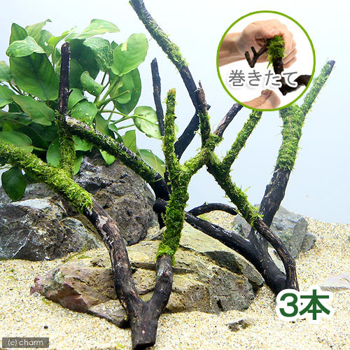 （水草）巻きたて　ジャイアント南米ウィローモス付　枝状流木　Mサイズ（約20cm～）（水中葉）（無農薬）（3本）