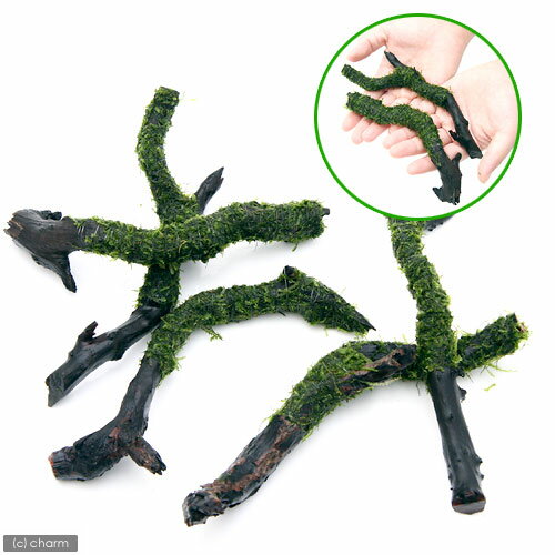 （水草）巻きたて　ウィローモス　スティック流木　Sサイズ（約15cm）（水中葉）（無農薬）（3本） 2