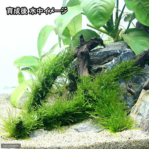 （水草）巻きたて　ウィローモス　スティック流木　Sサイズ（約15cm）（水中葉）（無農薬）（3本） 3