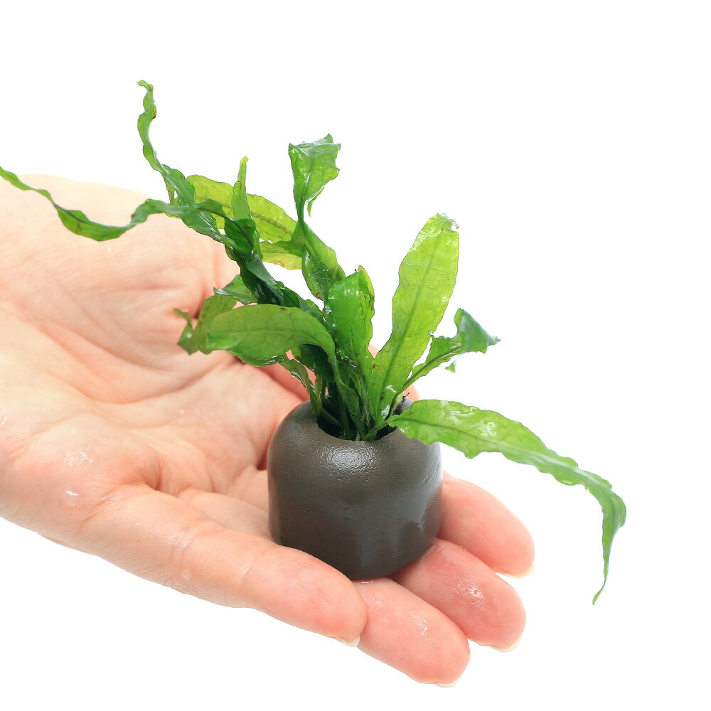 �ʿ���˥����饤�ȥ�󥰡ʥ��졼�˥ߥ������ꥦ�ࡡ�ץƥ��ץ����ʥ�����1�ġ�