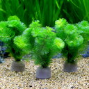 （水草）メダカ・金魚藻　ゼオライトリング（グレー）カボンバ（5個）