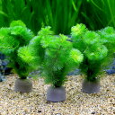 (水草)メダカ・金魚藻 ゼオライトリング(グレー)カボンバ(5個)