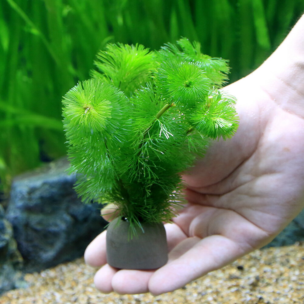 （水草）メダカ・金魚藻　ゼオライトリング（グレー）カボンバ（5個）