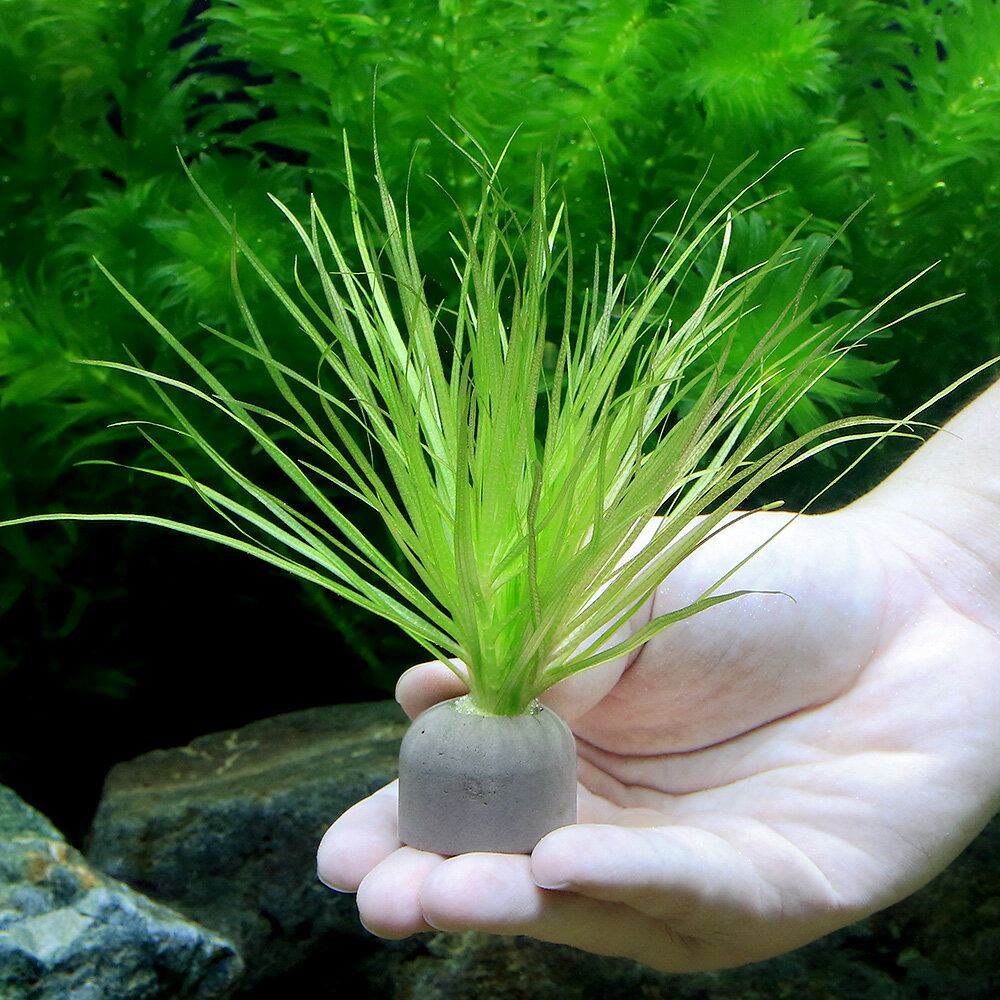 （水草）ゼオライトリング（グレー）おまかせ水草1種（水中葉）（無農薬）（1個）