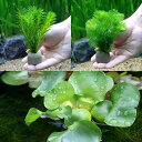 (水草)ゼオライトリング(グレー)メダカ・金魚藻セット(1セット)+ホテイ草(1株) 北海道航空便要保温