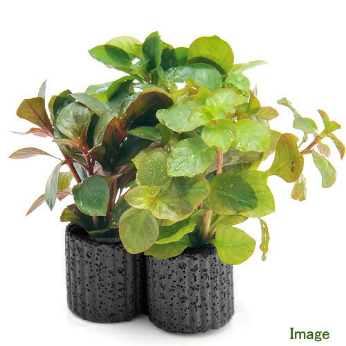 �ʿ���˥ޥ����󥰥֥�å��ʹ��˥ǥ륿����ɥ��������ߥå����ʿ���աˡ�̵�����ˡ�1�ġ�