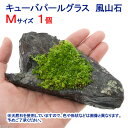 水草 巻きたて キューバパールグラス 風山石 Mサイズ 約14cm 水上葉 無農薬 1個 