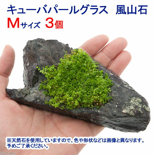 （水草）巻きたて キューバパールグラス 風山石 Mサイズ（約14cm）（水上葉）（無農薬）（3個）