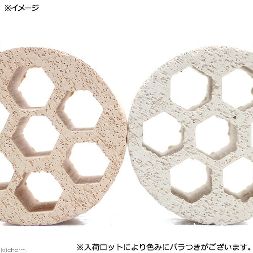 charm 楽天市場店の（水草）巻きたて　キューバパールグラス　ハニカムシェルター（水上葉）（無農薬）（3個）｜アングル3