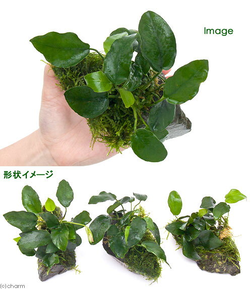 （水草）アヌビアスナナ＆ウィローモス　風山石Sサイズ（約10cm前後）（3個）
