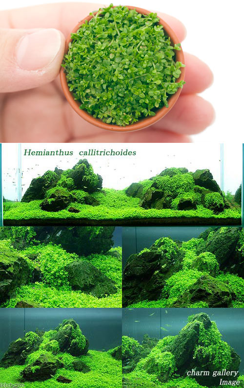 楽天市場 水草 キューバパールグラス 水上葉 ミニ素焼き 無農薬 3ポット分 北海道航空便要保温 Charm 楽天市場店 みんなのレビュー 口コミ