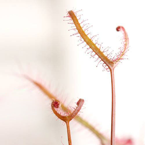 （食虫植物）モウセンゴケ　サスマタモウセンゴケ　深紅　2．5～3号（1ポット）
