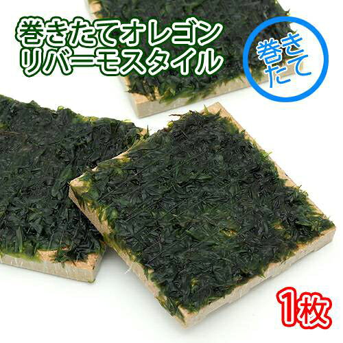 （水草）巻きたて　オレゴンリバーモス　タイル（無農薬）（1個）