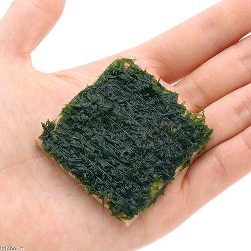 （水草）巻きたて　オレゴンリバーモス　タイル（無農薬）（3個）