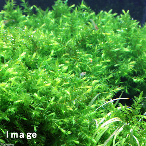 （水草）巻きたて　オレゴンリバーモス　タイル（無農薬）（3個）
