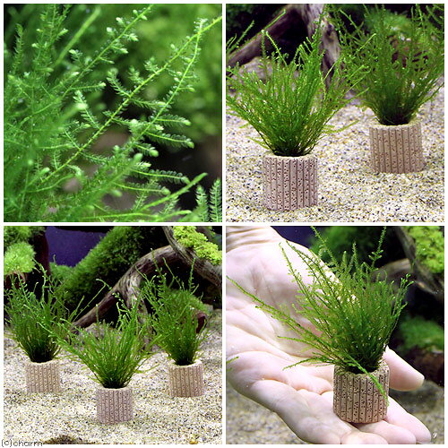 （水草）ライフマルチ（茶）ウィローモスカーテン（水中葉）（無農薬）（3個）