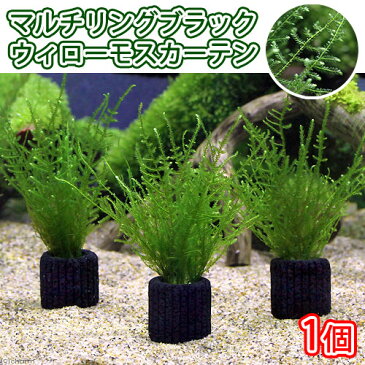 （水草）マルチリングブラック（黒）　ウィローモスカーテン（無農薬）（1個）