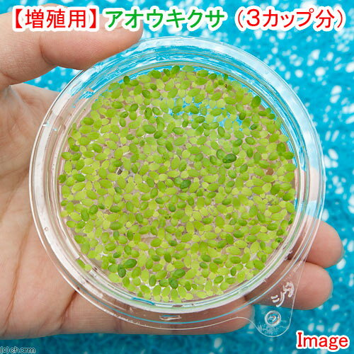 増殖用のタネとしての販売となります。金魚にもおすすめです。※発送形態はプリンカップもしくは袋での発送となります。もっとも一般的な浮草です。【増殖用】アオウキクサ（3カップ分）販売名アオウキクサ別名ウキクサ学名（※）Lemna　aoukikusa（※）…改良品種や学名が不明の種は流通名での記載の場合があります。分類ウキクサ科（Lemnaceae）アオウキクサ属（Lenma）分布日本、世界各国どんな種類？育成難易度　→　★☆☆☆☆夏の間の水田などの流れの少ない場所に多く見られる種類で、大きさが5mm程度の小型の浮き草の仲間です。ビオトープや池などの野外栽培にも適し、強い光を当て続けることで無性生殖をおこない、同じ格好をしたウキクサを殖やすことができます。中型以上の金魚のエサとしてとても有効です。育成は、浮草らしく繁殖力旺盛で、太陽光、弱酸性、十分な栄養化では一面を埋め尽くすように増殖します。育成要件＆データ光量　　　　　→　60cm20W3灯以上（2400〜3000lm）CO2　　　　 →　1滴／3秒（60cm標準水槽相当）pH　　　　　　→　4〜6GH　　　　 　 →　0〜6kH　　　　　　→　0〜6温度　　　　　→　22〜30度底砂　　　　　→　ソイル、砂、大磯、植栽位置　　→　水面草姿　　　　　→　浮草最大草姿　　→　直径1mm程度生長速度　　→　速め増殖方法　　→　株分け※…育成環境は一例です。必ずしもこの環境下であれば育つことを確約するものではございません。注意※表記サイズは1株（1本）でのおおよその目安です。育成環境や、成長の度合いにより最大サイズは異なります。※入荷状況等により、ポットなし1ポット分での発送となる場合がございます。 ←詳しくはこちらをご覧ください。（ビオトープ）水辺植物　おまかせ花菖蒲　3号（3ポットセット）（観葉植物）カンナ　品種おまかせ　4号（1ポット）（ビオトープ）睡蓮　温帯性睡蓮（スイレン）　色指定なし（1ポット）　品種・種類おまかせ（ビオトープ）水辺植物　オススメ　ビオ植物（3ポット）メダカ　産卵（山野草）ナンゴクデンジソウ（南国田字草）（1ポット分）（ビオトープ）水辺植物　十和田アシ（1ポット）　湿性植物（水草）水辺植物　巻きたて　メダカが喜ぶ侘び島！〜赤系水草Ver．〜　浮き島　産卵　隠れ家（水上葉）（1個）（ビオトープ）水辺植物　メダカの鉢にも入れられる水辺植物　ムチカとルビンの寄せ植え（1ポット）（ルビン挿したて）（ビオトープ）水辺植物　メダカが喜ぶ水辺植物！産卵・隠れ家用寄せ植え　3号（1ポット）水質浄化　隠れ家　産卵床　レイアウト（水草）ミニホテイ草（無農薬）（1株）金魚　メダカ（めだか）幹之メダカ（3匹） … _aqua　_gardening　ビオトープ　ガーデニング　水辺植物　浮き草　all_plants　petfree　ビオ浮き草　kingyomo_osusume　アクアリウム　47house　cam241c1nss　onecoin202402　weeklywplant（浮草）増殖用　アオウキクサ（無農薬）1カップ分構成する商品内容は在庫状況により予告無く変更になる場合がございます。予めご了承下さい。■この商品をお買い上げのお客様は、下記商品もお買い上げです。※この商品には付属しません。■（ビオトープ）水辺植物　おまかせ花菖蒲　3号（3ポットセット）（観葉植物）カンナ　品種おまかせ　4号（1ポット）（ビオトープ）睡蓮　温帯性睡蓮（スイレン）　色指定なし（1ポット）　品種・種類おまかせ（ビオトープ）水辺植物　オススメ　ビオ植物（3ポット）メダカ　産卵（山野草）ナンゴクデンジソウ（南国田字草）（1ポット分）（ビオトープ）水辺植物　十和田アシ（1ポット）　湿性植物（水草）水辺植物　巻きたて　メダカが喜ぶ侘び島！〜赤系水草Ver．〜　浮き島　産卵　隠れ家（水上葉）（1個）（ビオトープ）水辺植物　メダカの鉢にも入れられる水辺植物　ムチカとルビンの寄せ植え（1ポット）（ルビン挿したて）（ビオトープ）水辺植物　メダカが喜ぶ水辺植物！産卵・隠れ家用寄せ植え　3号（1ポット）水質浄化　隠れ家　産卵床　レイアウト（水草）ミニホテイ草（無農薬）（1株）金魚　メダカ（めだか）幹之メダカ（3匹）