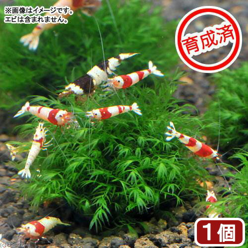 （水草）巻きたて　ハネゴケsp．カメルーン産　流木　Sサイズ（約15cm）（水中葉）（無農薬）（3本）