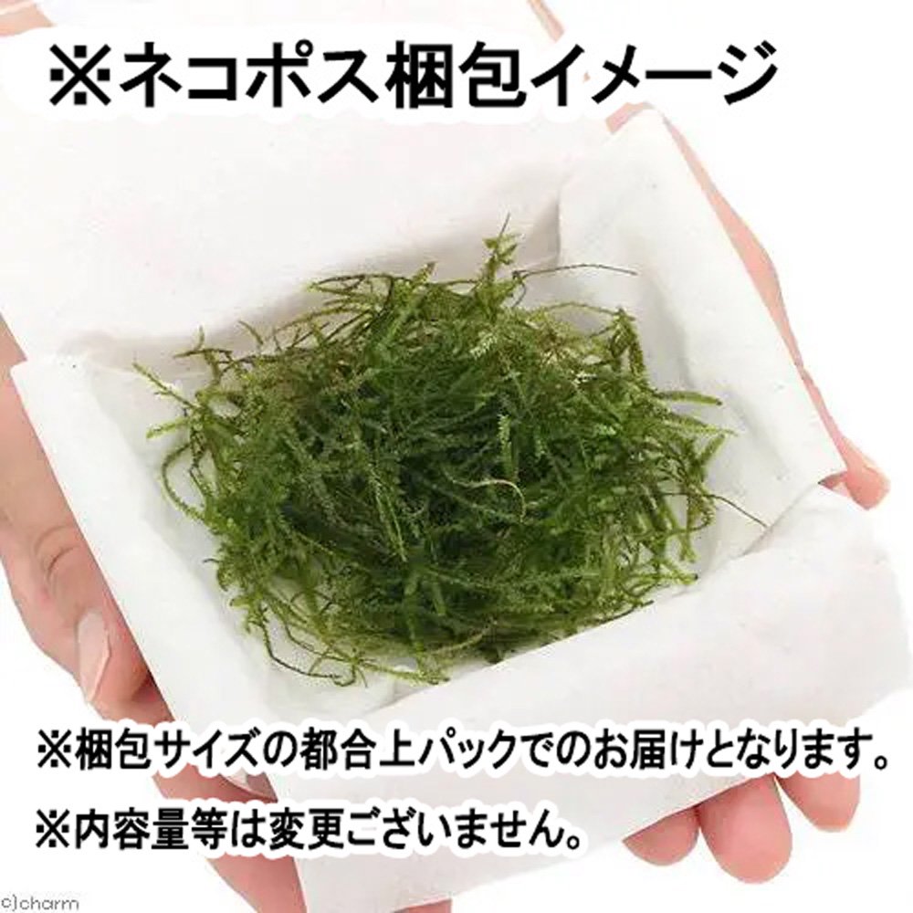 （水草）ウィローモス　ミックス（水中葉）（無農薬）（5カップ）