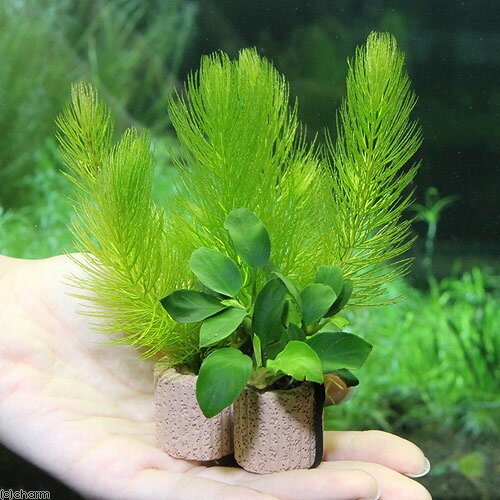 charm 楽天市場店の（水草）ライフマルチ（茶）デルタ　ナナプチカーテン（水上葉）（3個）｜アングル2