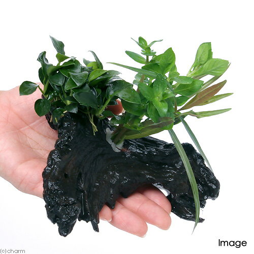 �ʿ����ή�ڡ������ܥ󥵥���Ver�����̥ӥ������ʥʥץ��ʿ���աˡ�1�ܡˡ���15cm��