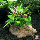 水草 Plants Arrangement ザ ボンサイ Ver.アヌビアス ナナプチ(水上葉)
