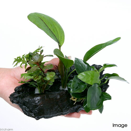 �ʿ����ή�ڡ������ܥ󥵥���Ver��ͭ����������Υɥ륹�����̥ӥ����ʥʡ�S�������ʿ���աˡ�1�ܡˡ���15cm��