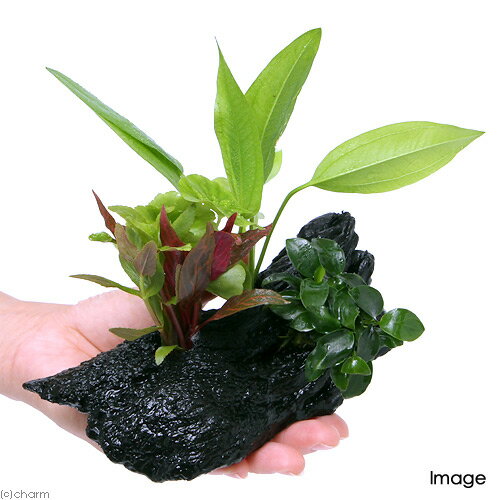 �ʿ����ή�ڡ������ܥ󥵥���Ver����ͭ����������Υɥ륹�����̥ӥ����ʥʥץ���S�������ʿ���աˡ�1�ܡˡ���15cm��