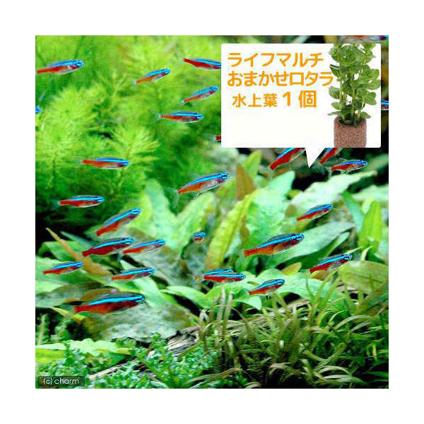 （熱帯魚）（水草）カージナルテトラ（ブリード）（10匹）＋ライフマルチ（茶）　おまかせロタラ（1個） ...