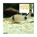 （熱帯魚）（水草）コリドラス・パ