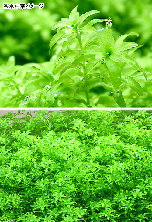 （水草）巻きたて　パールグラスボール（水上葉）（無農薬）（3個）