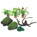 (水草)ウィローモスレイアウトセット+ライフマルチ(茶) 寄せ植えミックス3個付 (1セット)