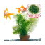（水草）ジャイアント南米ウィローモス＆メダカ・金魚藻　ミニ寄植え鉢（水中葉）（1セット）