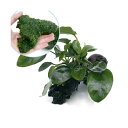 (水草)アヌビアスナナ 流木+ウィローモス 流木(各SSサイズ)