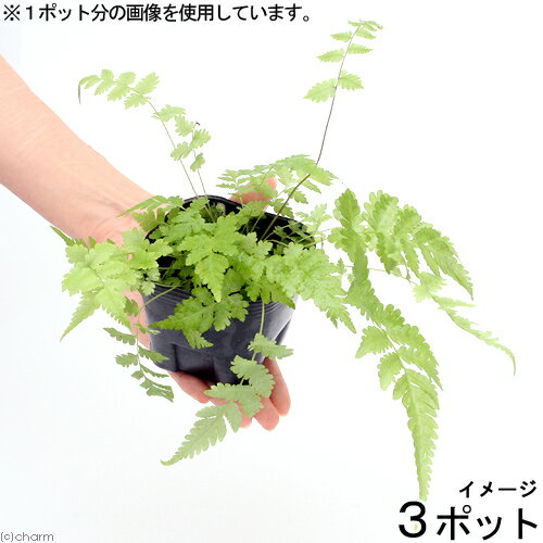 観葉植物 ビバリウムプランツ おまかせシダ植物 3号ポット 3ポット 【HLS_DU】