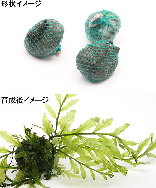 charm 楽天市場店の（水草）巻きたて　ボルビティス　ヒュディロティ　ボール（水中葉）（無農薬）（1個）｜アングル2