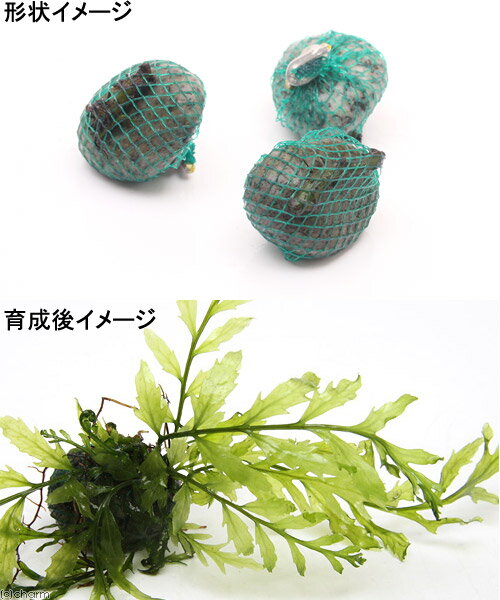 �ʿ���˴������ơ��ܥ�ӥƥ������ҥ�ǥ����ƥ����ܡ���ʿ����աˡ�̵�����ˡ�3�ġ�