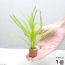 (水草)ライフマルチ(茶)チェーンアマゾン(水中葉)(無農薬)(1個)