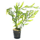 (水草)ミニポット ボルビティス ヒュディロティ(水中葉)(無農薬)(1ポット)