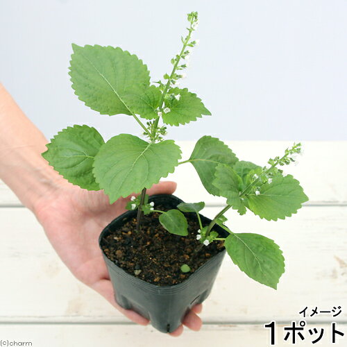 （観葉植物）ペットリーフ　大葉の苗　3号（無農薬）（1ポット）　オオバの苗　おおばの苗　うさぎ　鳥　リクガメ　おやつ