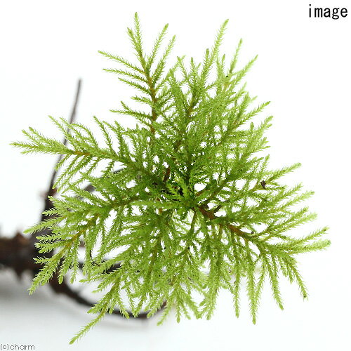 �ʥƥ�ꥦ����ݡ��ե��Υޥ�ͥ󥰥���̵�����ˡ�1�ܡ�